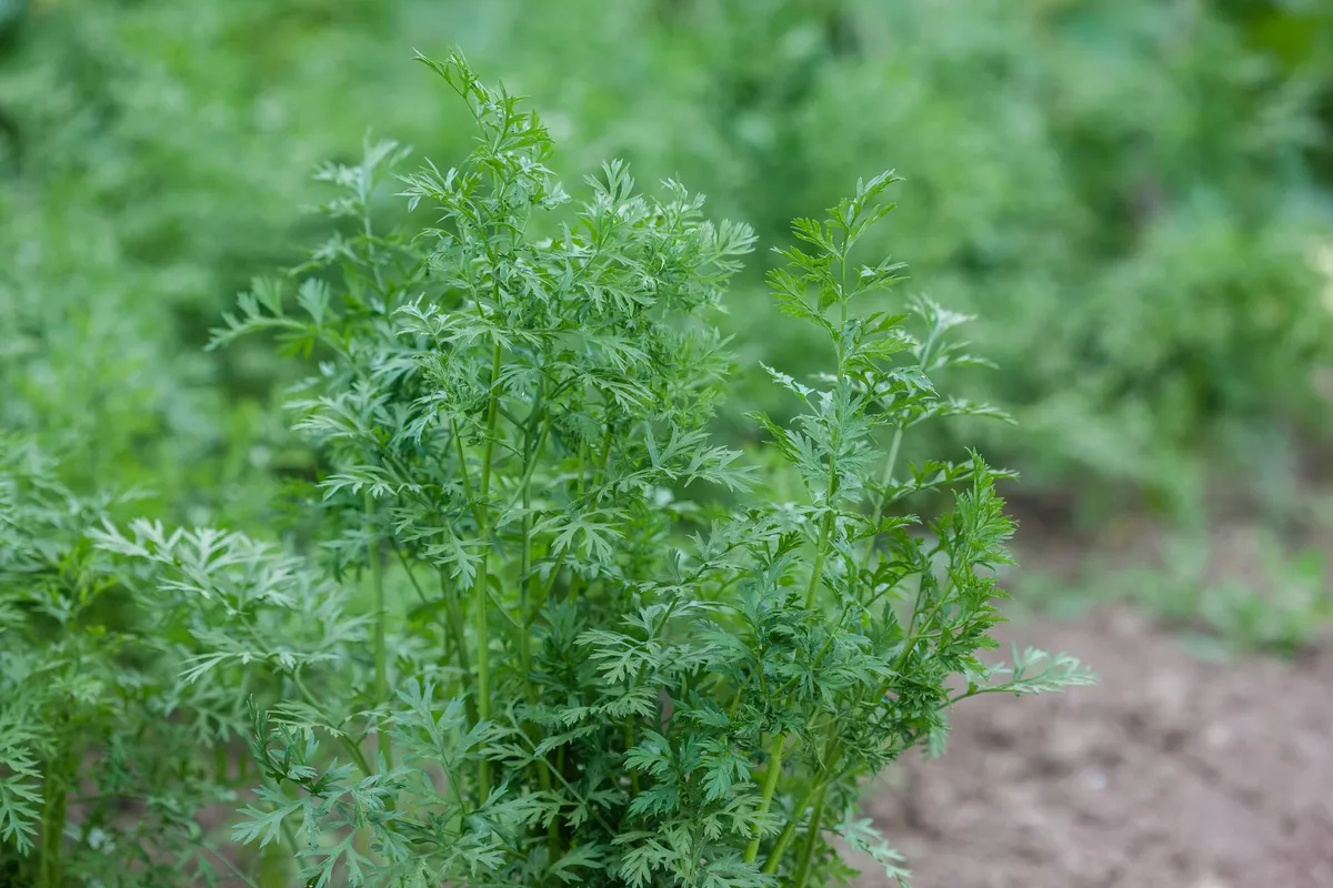 Gleichmäßige Möhrenreihen mit frischem Möhrengrün