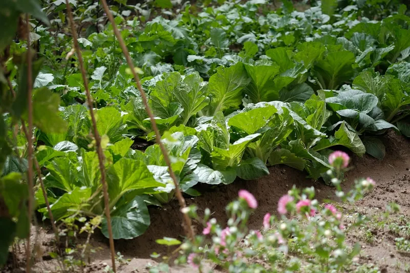 Sommerlicher Gemüsegarten mit üppigem Grün im Juni