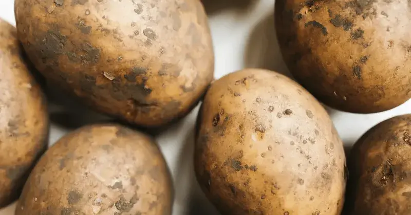 Kartoffelpflanzen in zwei Reihen mit frisch aufgesetzten Dämmen im Frühjahr