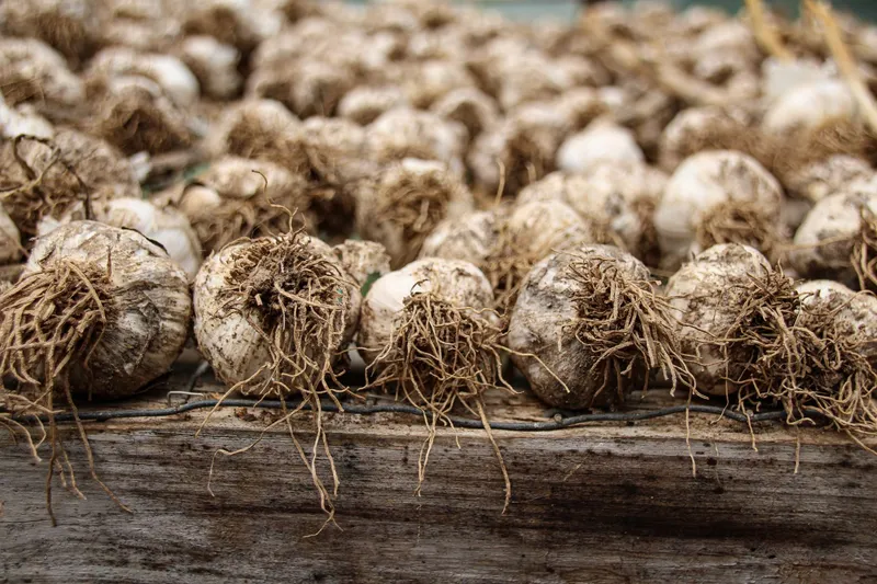 Frisch geerntete Knoblauchknollen mit Wurzeln im Gartenboden
