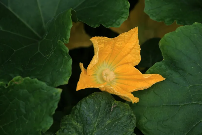 Orange Hokkaido-Kürbisse liegen auf dem Boden im Garten