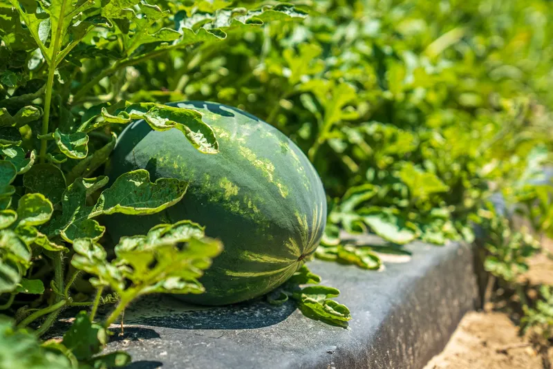 Wassermelone auf dem Beet zwischen kräftigen Ranken