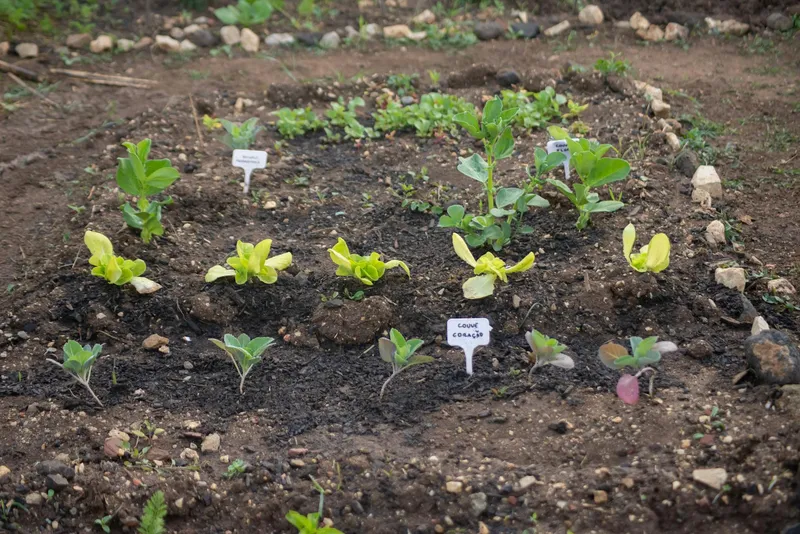 Vielfältiger Gemüsegarten mit Mischkultur in Reihen