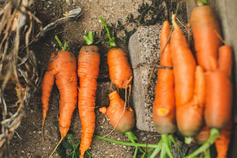 Frisch geerntete Möhren in einem Gemüsegarten