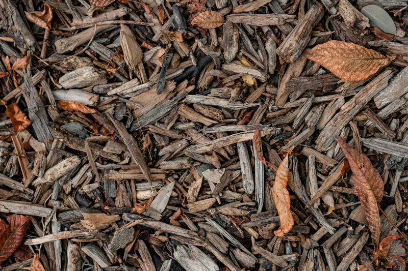 Stroh-Mulch auf dem Gemüsebeet zwischen Pflanzen