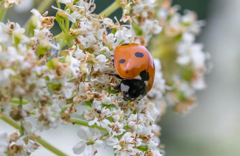 Marienkäfer auf einem Pflanzenblatt im Garten