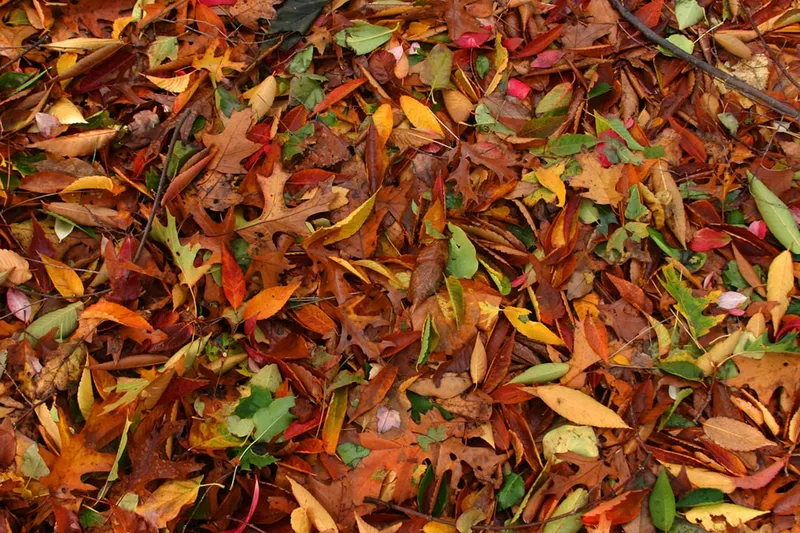 Oktobergarten mit Herbstlaub und letzter Ernte