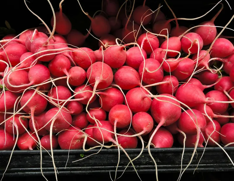 Radieschensetzlinge im Gartenbeet