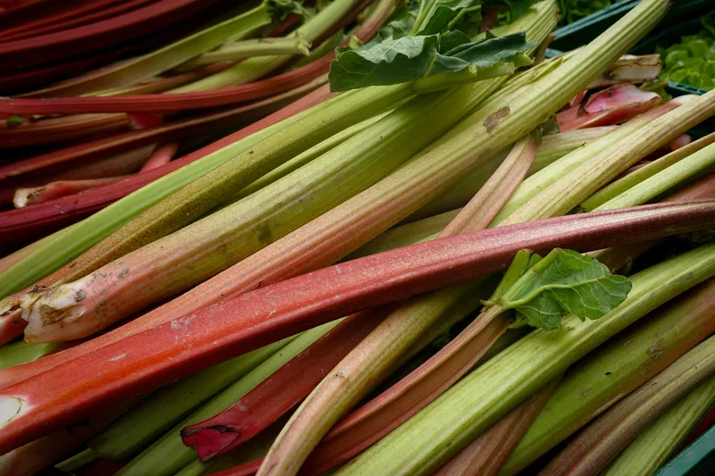 Rhabarberpflanzen mit roten Stielen im Frühlingsgarten