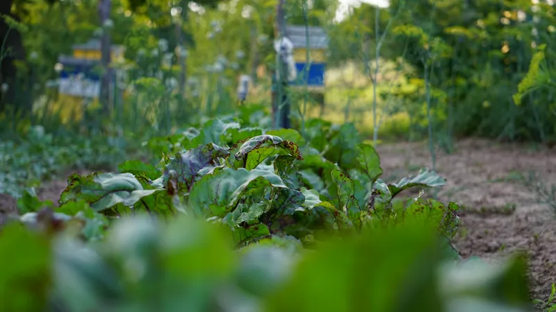 Rote-Bete-Pflanzen mit sattgrünen Blättern im Gemüsegarten