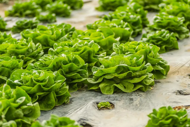 Verschiedene Salatsorten nebeneinander im Gemüsegarten