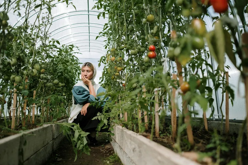 Gemüsebeet im Halbschatten unter Bäumen mit Salat, Spinat und Kohl