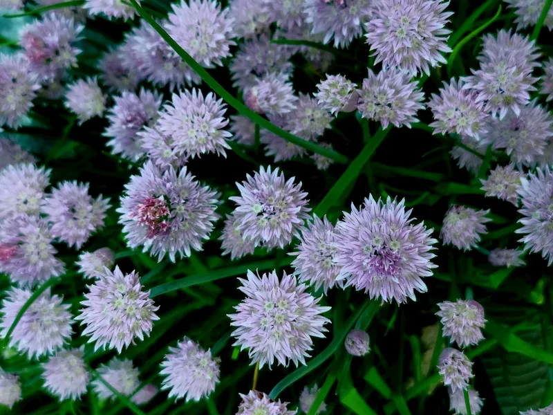 Frischer Schnittlauch in einem Gartenbeet mit hellvioletten Blüten im Frühling