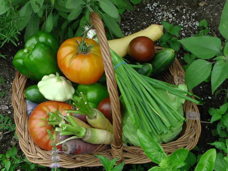 Vollreife Zucchini, Tomaten und Bohnen liegen in einem Korb im Sommergemüsegarten