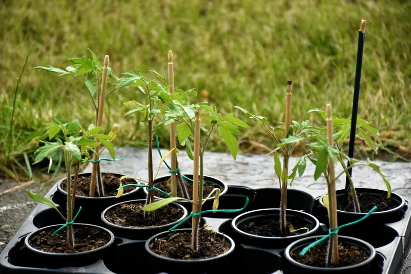 Tomatenjungpflanzen in kleinen Töpfen aufgereiht, bereit zum Auspflanzen ins Freiland