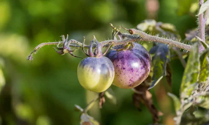 Tomatenpflanzen mit verschiedenen Problemen: Krautfäule, mangelnde Stütze, überwucherung