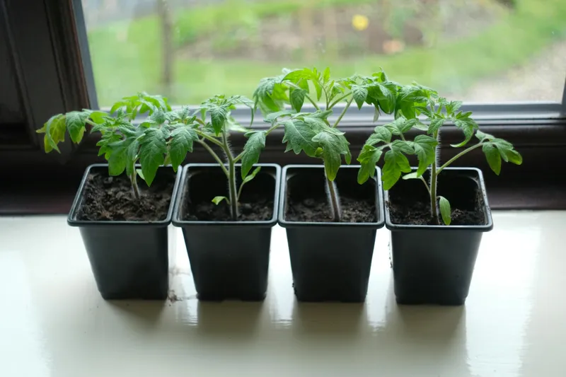 Reife Tomaten in einem großen Pflanzkübel auf dem Balkon
