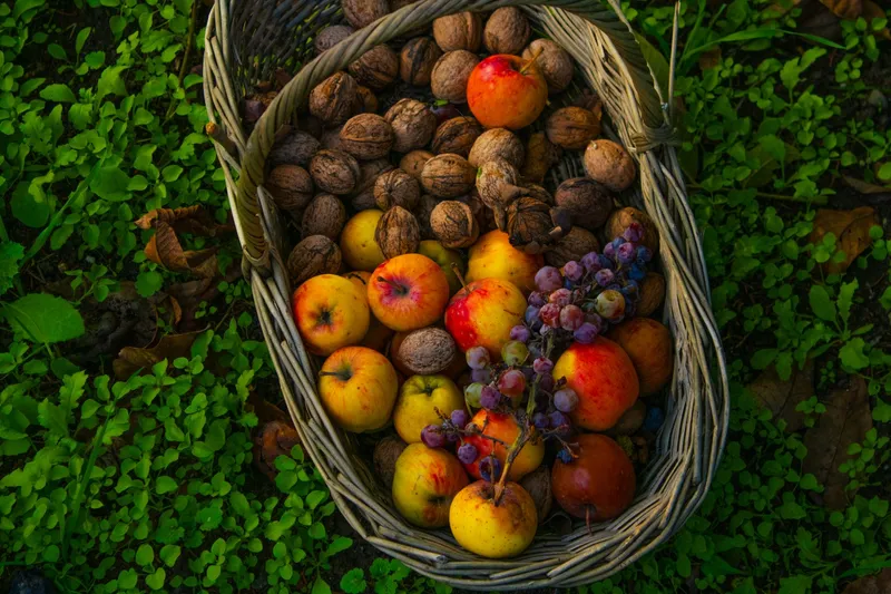 Reife Walnüsse liegen im herbstlichen Gras