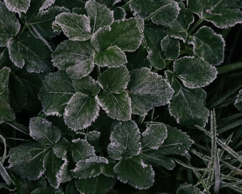 Winterharte Gartenpflanzen mit einer leichten Schneedecke.