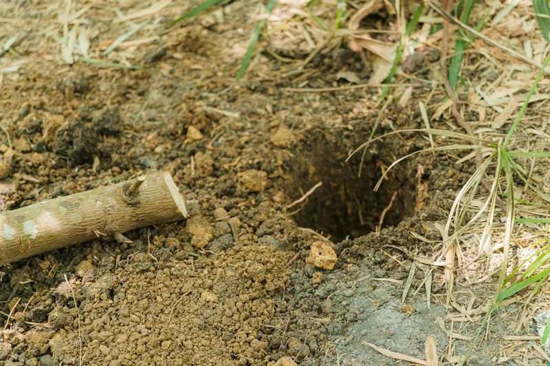 Frisch gegrabener Wühlmausgang im lockeren Gartenboden